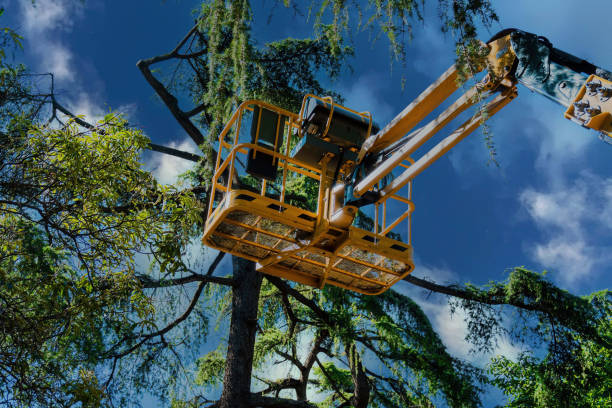 Best Commercial Tree Services  in , IN